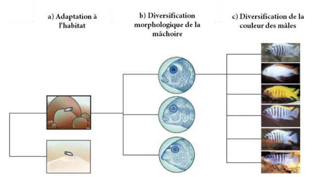 Figure 3. Les trois étapes de la radiation des Cichlidés dans le lac Malawi (Kocher et al., 2004)