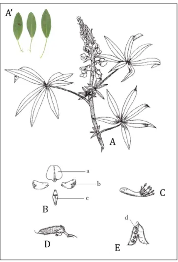 Figure 7. Morphologie générale du genre Lupinus. A. Feuille digitée ou A’. Feuille unifoliée ; B