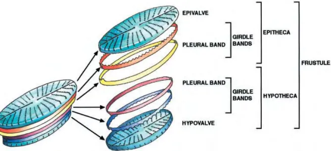 Figure 4 : Organisation d'un frustule de diatomée.   Source : Zurzolo and Bowler (2001) 