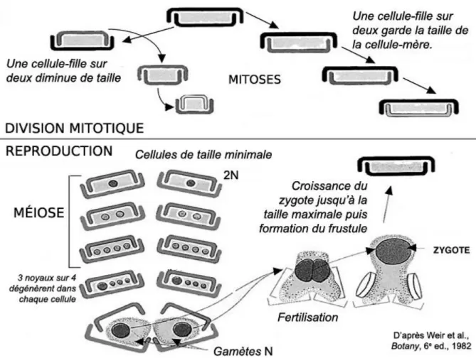 Figure 7 : Valve initiale et valves après reproduction végétative de Gomphonema calcifugum