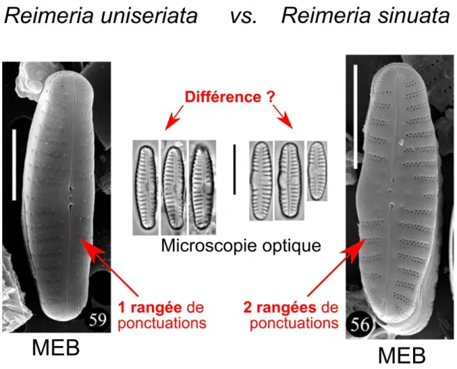 Figure 9 : Difficultés d'identification typiquement rencontrées en microscope optique