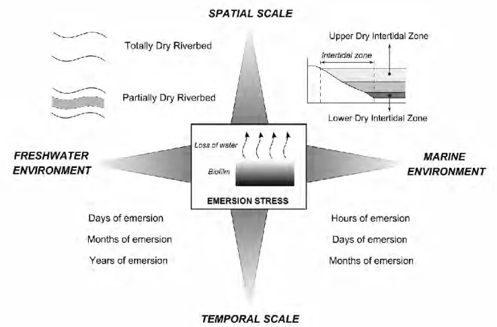 Figure 10: Gradients of effects of emersion stress in freshwater and marine environments, at  temporal (from hours to years) and spatial scales (drying of riverbeds or extent of intertidal 