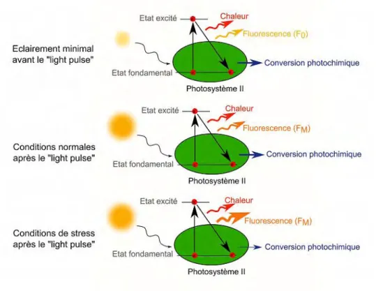 Figure 13 : Emission de fluorescence mesurée par le PhytoPAM en fonction des conditions du  milieu et de la quantité de lumière reçue par le photosystème II des cellules chlorophylliennes