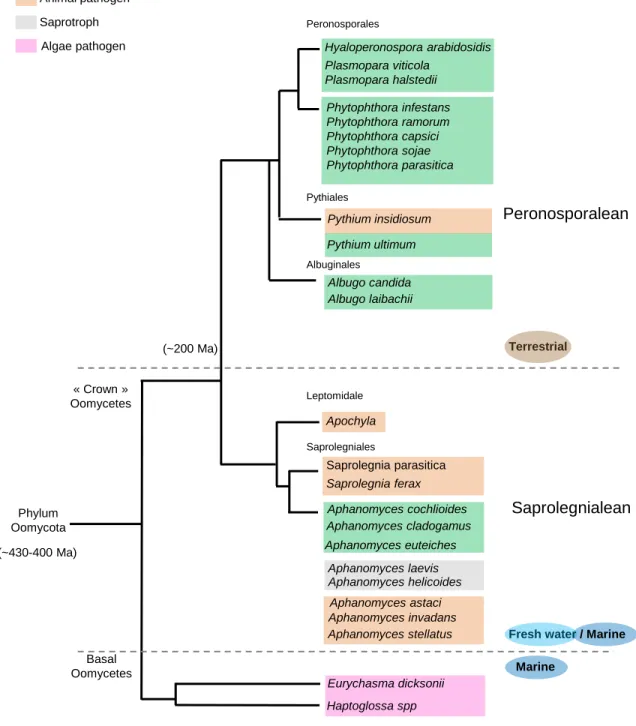 Figure 2. Summary scheme showing the phylogenetic relationships of main taxa  groups  of  oomycetes, their  environmental prevalence  and  lifestyles