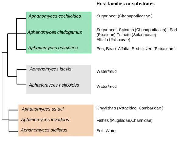 Figure  3.  Close  up  summary  scheme  on  Aphanomyces  phylogeny,  lifestyle  and  principal hosts or substrates