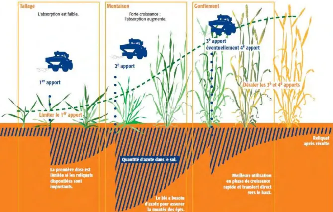 Figure 1: Cycle du blé tendre  à travers  les trois grandes étapes de  la croissance, représentées  avec la gestion des apports azotés (Arvalis - Institut du végétal,  http://www.arvalis-infos.fr/ )