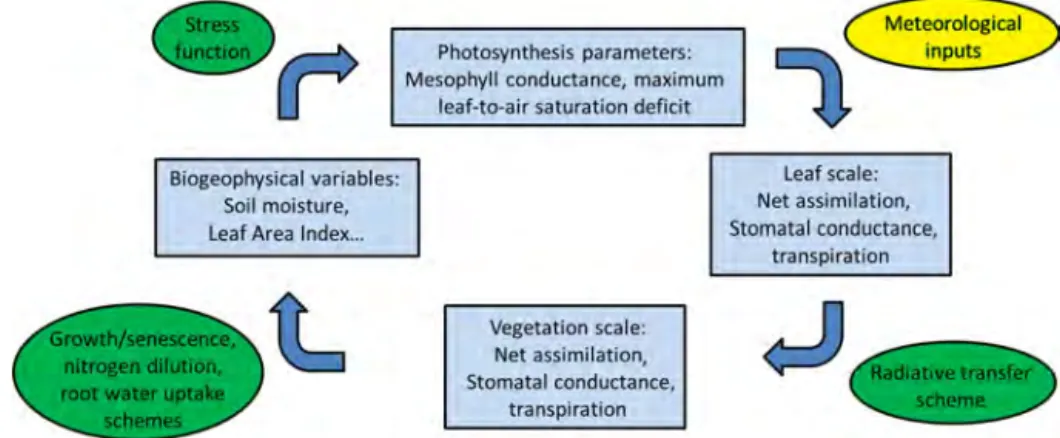Figure 3. Relation of biogeophysical variables to leaf-scale and vegetation-scale fluxes in the ISBA-A-gs simulations.