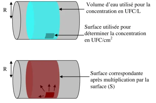 Figure 32 : Schéma des surfaces considérées dans le calcul de la concentration des légionelles