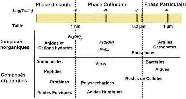Figure 12: Distribution des colloïdes organiques et inorganiques en fonction de leurs  tailles
