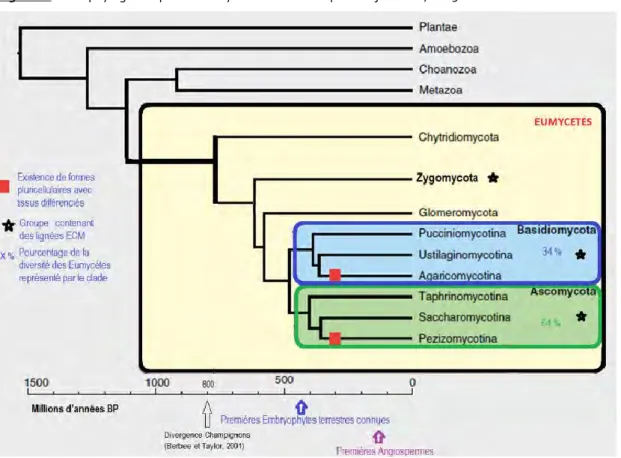 Figure 1 :  Arbre phylogénétique des Eumycètes. Modifié d’après Stajich et al., 2009