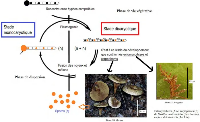 Figure 5 : Cycle de vie typique d’un Basidiomycota Hymenomycota 