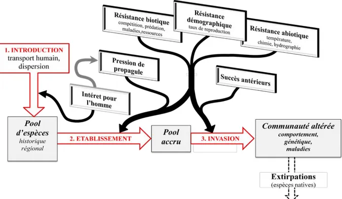 Figure  6 :  Les différentes étapes du processus d’invasion, leurs effets sur la communauté et les facteurs 