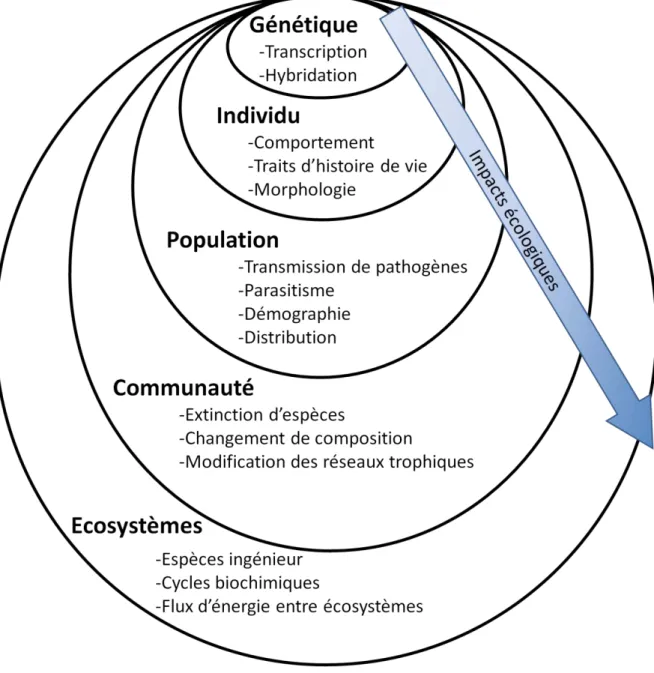 Figure 10 : Représentation schématique des impacts écologiques des espèces non natives de poissons 