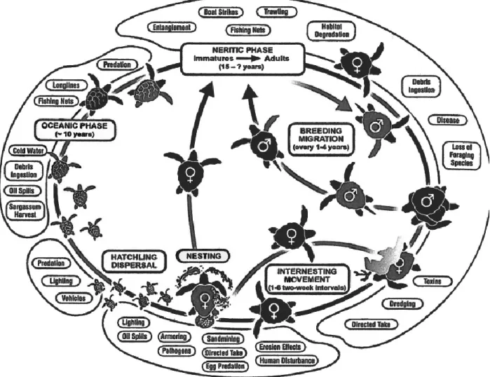 Fig. 3. Un modèle de cycle de vie des tortues caouannes cataloguant les différentes menaces potentielles à  chaque stade biologique (Witherington 2003) 