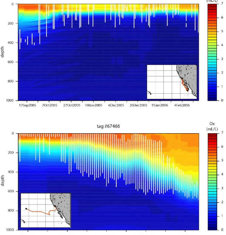 Fig. 6 : Swordfish daytime minimum and maximum depth (white lines) overlaid on oxygen concentration  contours    (in  mL  L -1 ),  for  tags  #59276  (top)  and  #67466  over  the  (bottom)