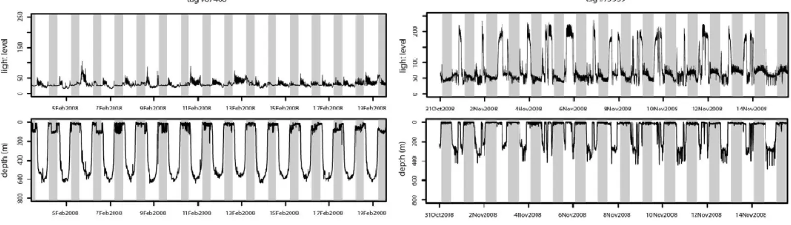 Fig. 7 : Fifteen-day long light level (top) and depth (m - bottom) selected records for tags #67466 (left)  and #75939 (right)