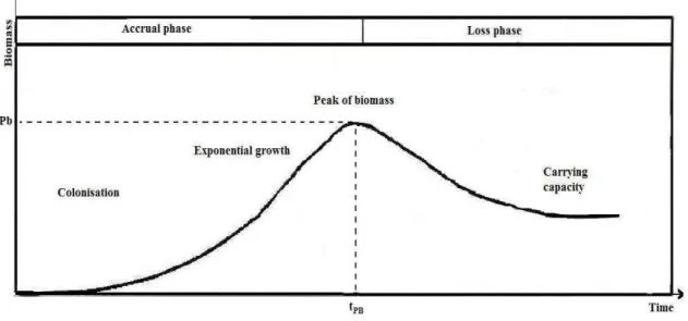 Figure I. 2. Courbe théorique de croissance de la biomasse d’un biofilm épilithique 