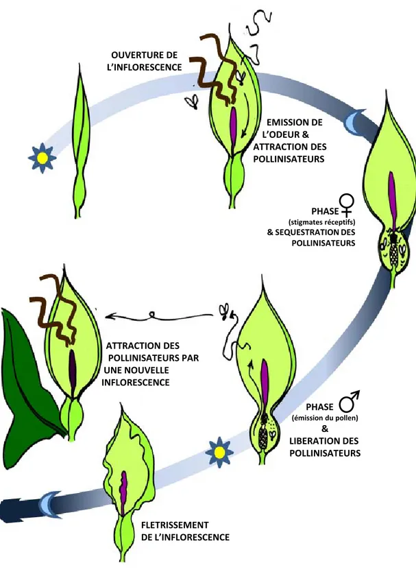 Figure 1.  Schéma des différentes étapes du cycle floral   d’Arum italicum et d’A. maculatum 