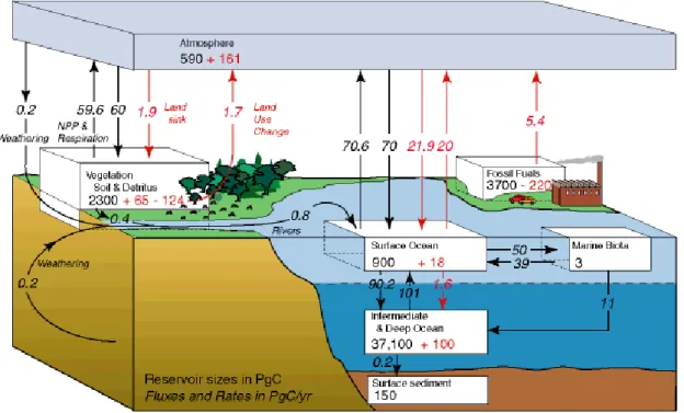 Figure I.1:  Représentation  du  cycle  global  du  carbone.  Les  flèches  représentent  les  flux  (Pg  C/an)  de  carbone échangés entre les différents réservoirs moyennés sur les années 80