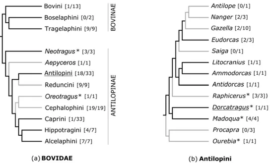 Figure 1. Position phylogénétique (a) des Antilopini au sein de la famille des Bovidae et  (b) du genre Dorcatragus au sein de la tribu des Antilopini, d’après la phylogénie établie par  Ropiquet et al