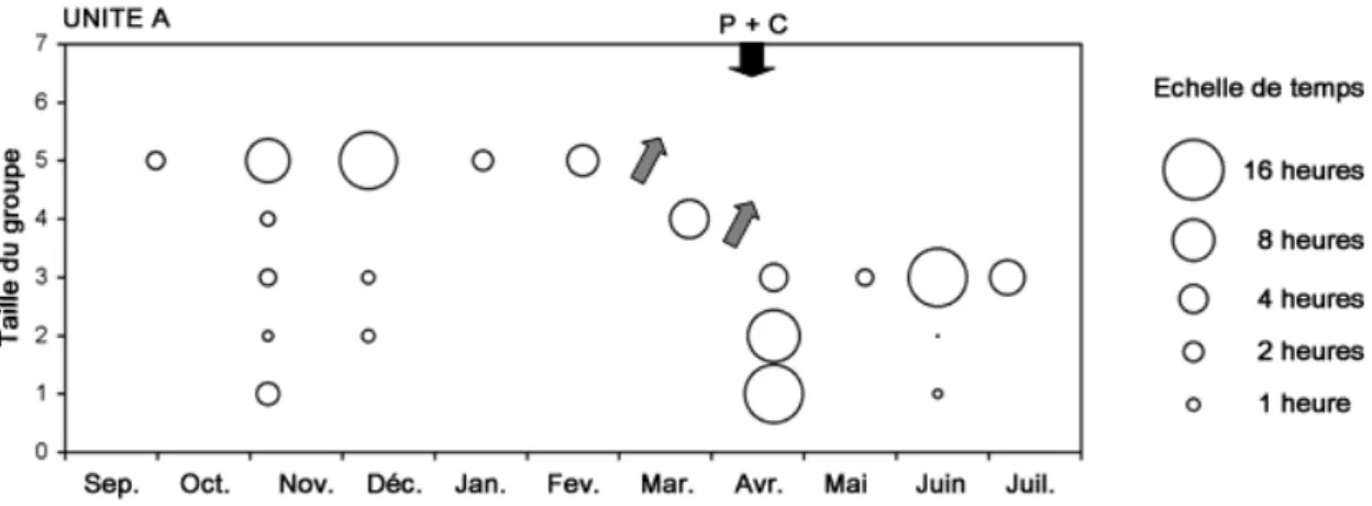 Figure 12. Temps d’observation des différentes tailles de groupes (nouveau-né non  compris) au sein de l’unité socio-spatiale A au fil des sessions d’observation