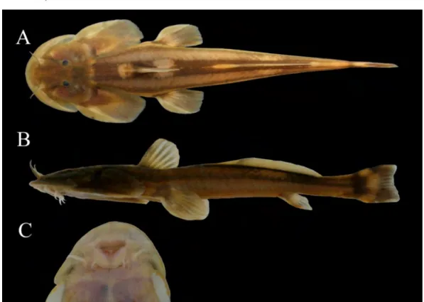 Figure 7. The specimen of Oreoglanis siamensis study in P3. A: Top view, B: lateral  view, and   C: Sucking mouth O