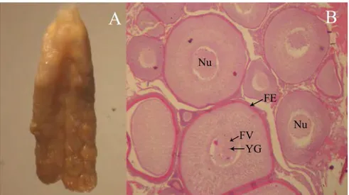 Figure 16. A: Whole ovary (length 14 mm.), B: mature stage of ovary. Abrreviations:  Nu  =  nucleaus,  FE=follicle  epithelial,  YG=Yolk  granule,  and  FV  =  follicle  vesicle
