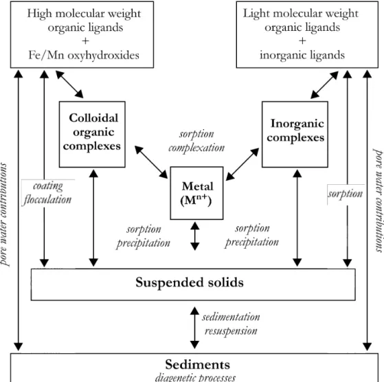Figure 1.2.6: Principal processes and interactions between dissolved and particulate metallic species in water-sediment interface (from Salomons &amp; Förstner 1984 [79])