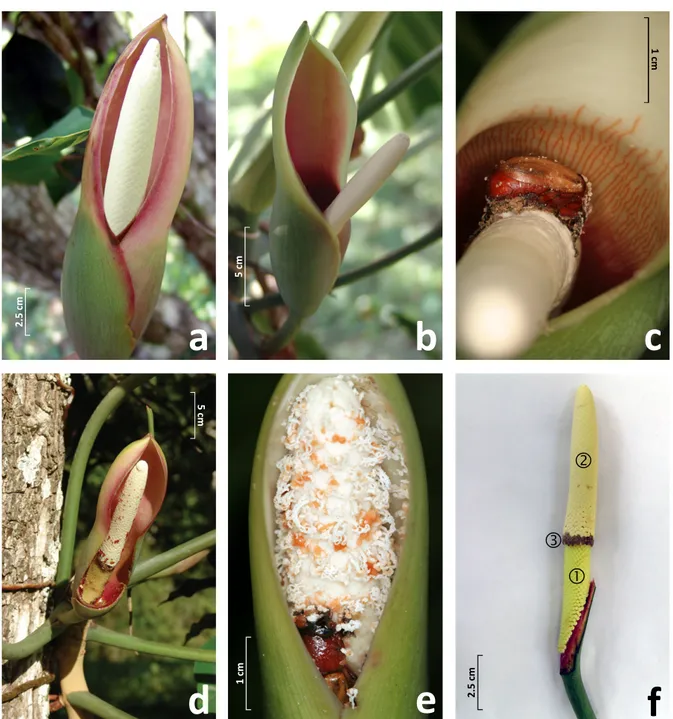 Figure	
  1.	
  Philodendron	
  acutatum:	
  (a)	
  Partially	
  opened	
  inflorescence	
  on	
  the	
  morning	
  of	
  day	
  one	
  of	
  an-­‐