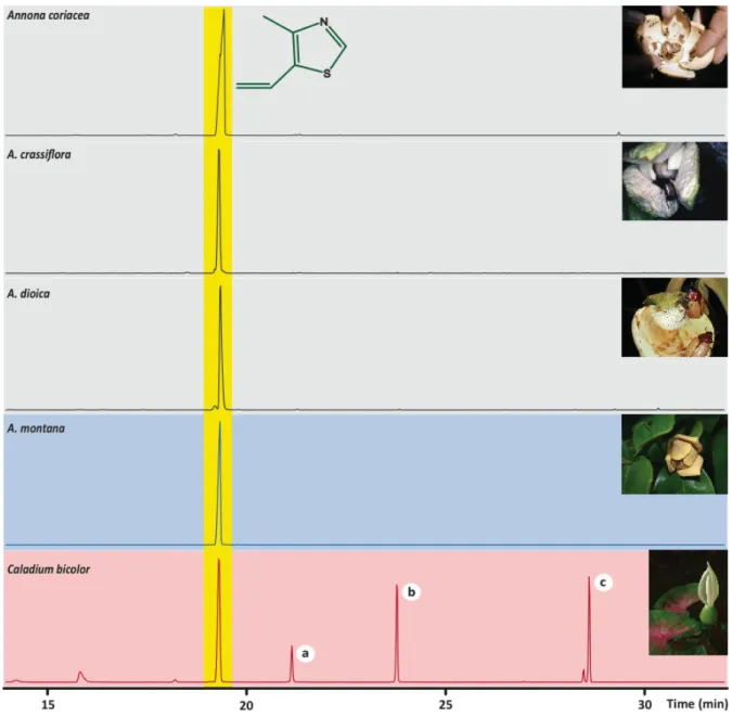 Figure	  1.	  Chromatograms	  (total	  ion	  counts).	  Dynamic	  headspace	  samples	  from	  flowers	  of	  four	  Annona	  