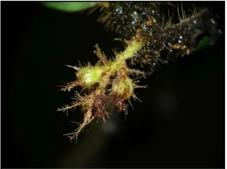 Figure 7 : Une inflorescence en cours de destruction par les fourmis.  