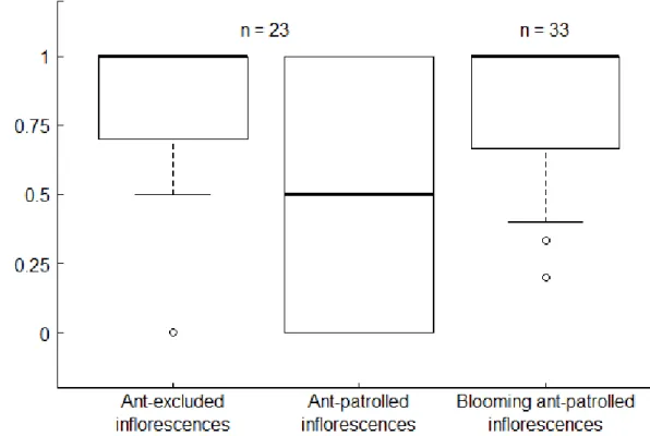 Figure 2. Boxplot of the frequencies of the flower-to-bud ratios per inflorescence on 