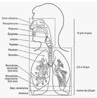 Fig. 1.1 – Parcours des particules inhalées dans l’appareil respiratoire selon leur diamètre.