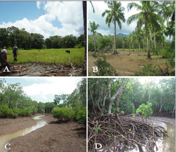 Figure  2.5  :  Circulation  des  eaux  à  travers  les  différentes  zones  de  végétation :  zone  de  pâturage  et  d’arrière  mangrove (A), le long de l’arrière mangrove dégradée (B), Pénétration du drain dans la mangrove à travers une  zone  de  végét