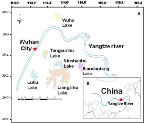 Figure 2-1. Six sampling lakes and their locations. (A) Yangtze river and the six sampling  lakes