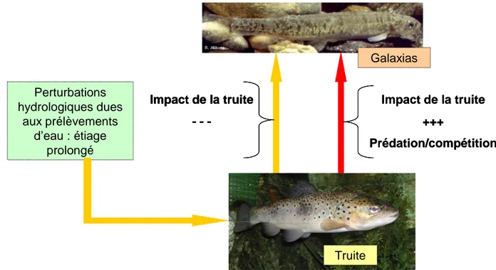 Figure 4 : Schéma synthétique montrant l’impact négatif de la truite sur les Galaxias dans des 