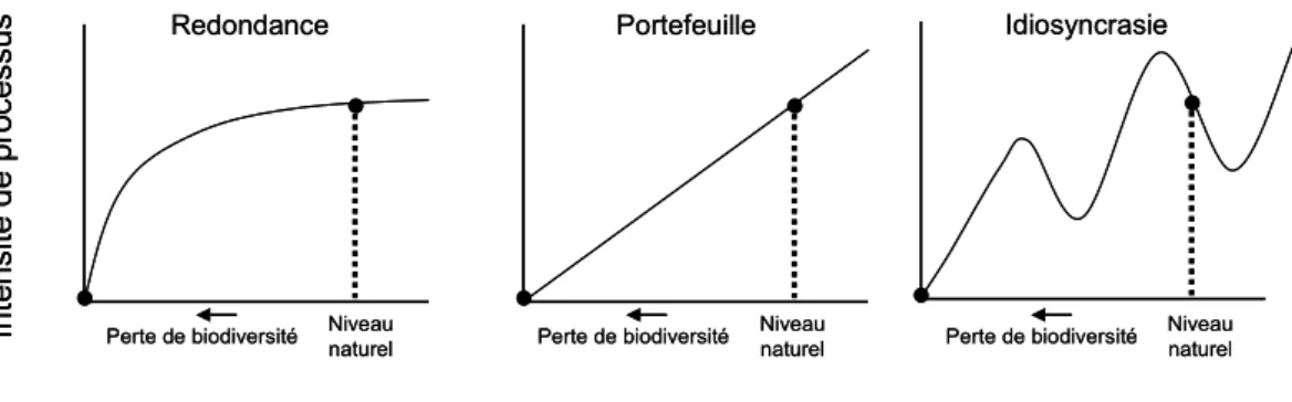 Figure I.2. Représentations graphiques des hypothèses de la redondance, du  portefeuille et de l’idiosyncrasie régissant la relation entre biodiversité et fonction  d’un écosystème (modifié d’après (N AEEM  et al