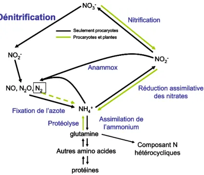 Figure I.3. Le cycle biologique de l’azote (extrait de B OTHE  et al.  (2007)). 