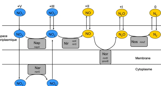 Figure I.4. Séquences réductrices de la dénitrification avec une représentation de la  localisation des enzymes par rapport à la membrane cytoplasmique
