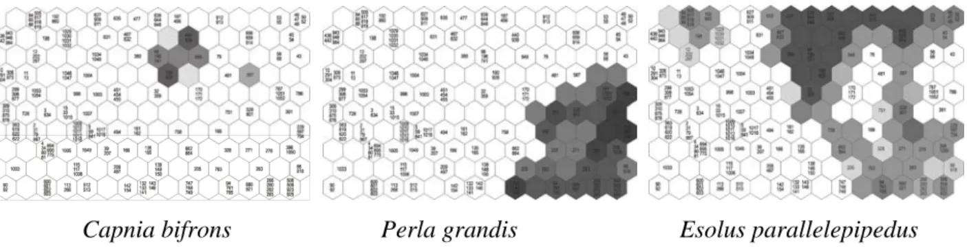 Figure 10 . Distributions spatiales de Capnia bifrons, Perla grandis et Esolus parallelepipedus (voir Fig.9) visualisées 