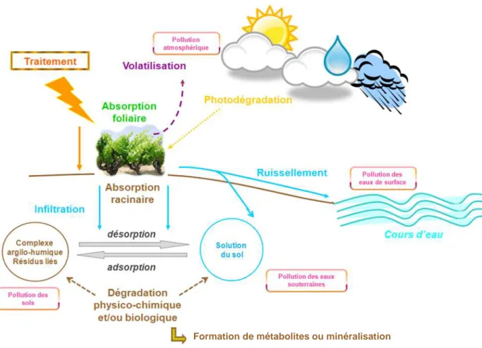 Figure 1.16 : Devenir des pesticides dans l’environnement après application en vignoble 