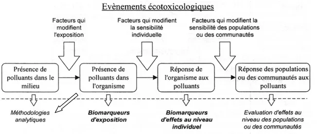 Figure 1.20 : Représentation des méthodologies faisant appel à l’utilisation des biomarqueurs  dans l’évaluation des risques écotoxicologiques 