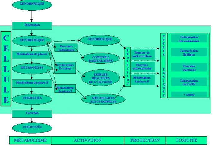 Figure 1.22 : Schéma des voies majeures de la biotransformation conduisant à la détoxication  ou à la toxication des xénobiotiques organiques chez les animaux 
