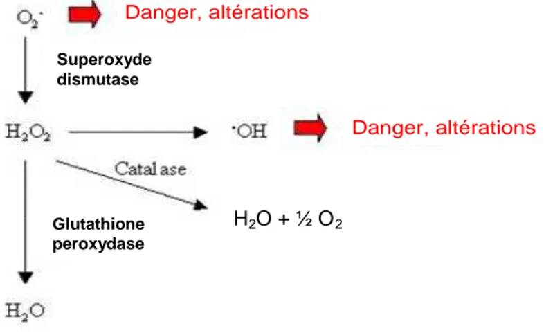 Figure 1.26 : Enzymes du système antioxydant et place de la catalase 