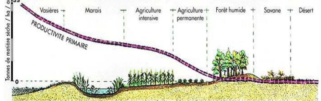 Figure 1-5. Quantité de matière vivante produite par an par les êtres autotrophes chlorophylliens selon les  différents milieux