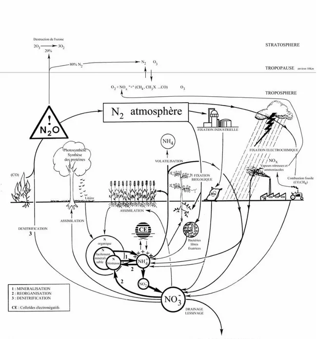 Figure 2-1. Représentation du cycle biogéochimique de l’azote issu de Mariotti, 1997. 