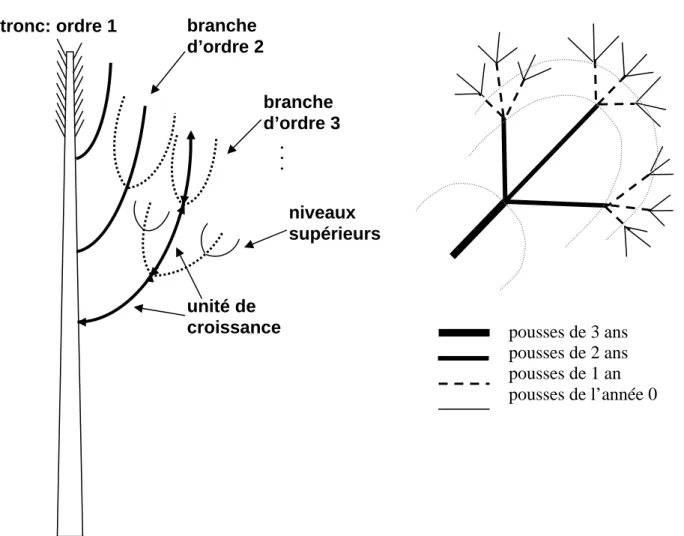 Figure 3.3 : Schéma de croissance d’un pin maritime avec ses accroissements successifs (d’après Saleh et al., 2005 ; Champion, 1996).