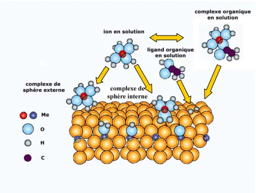 Fig. 2-5. Illustration des processus pouvant influencer l’adsorption de l’antimoine sur une surface 
