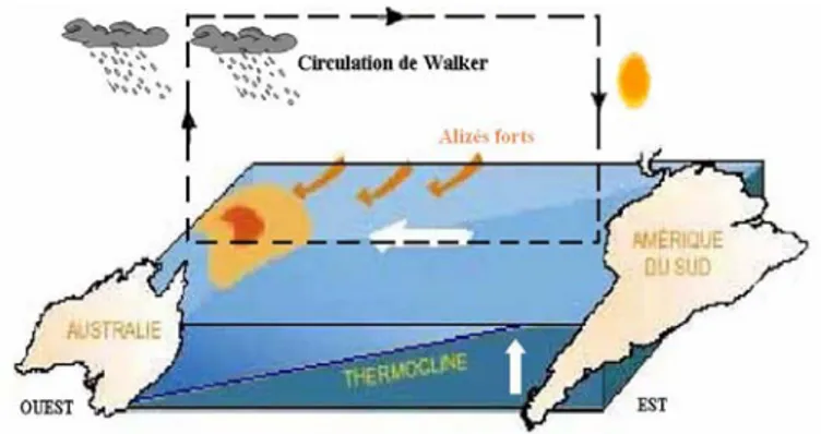 Figure 3: Schéma de l'océan et de l'atmosphère en situation La Niña. 