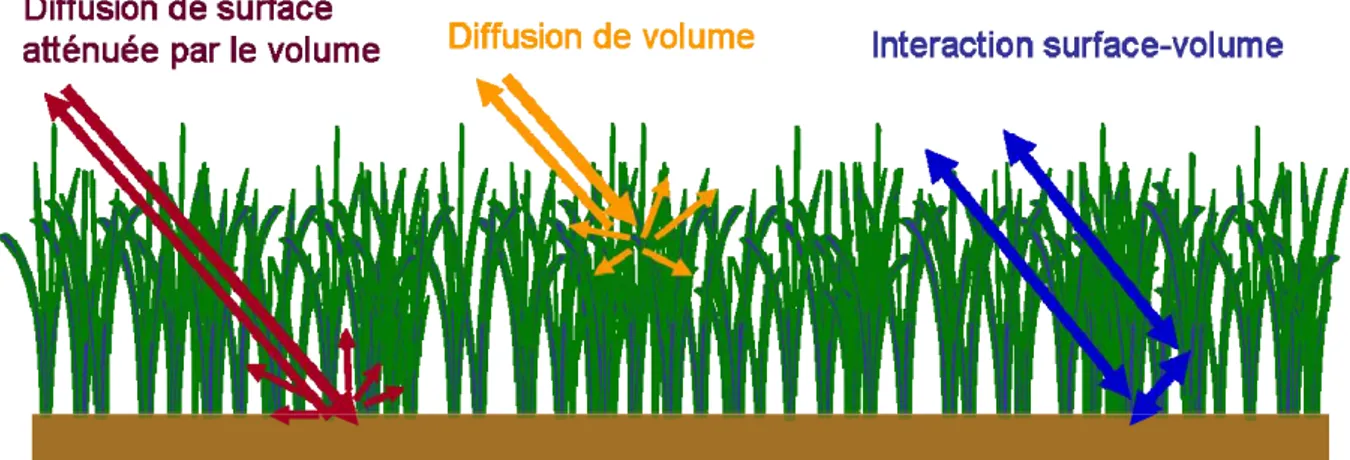 Figure 1.  Les trois types de mécanismes de rétrodiffusion dominants sur un couvert de  végétation